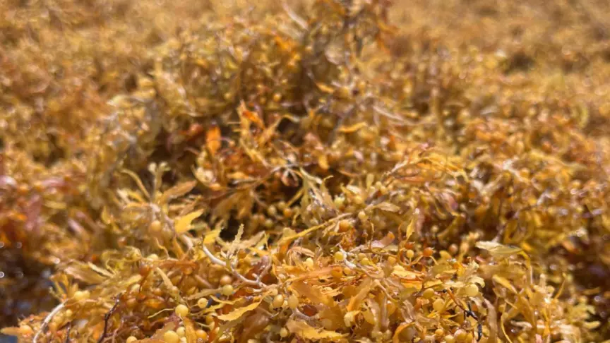 Algas marinas en la playa